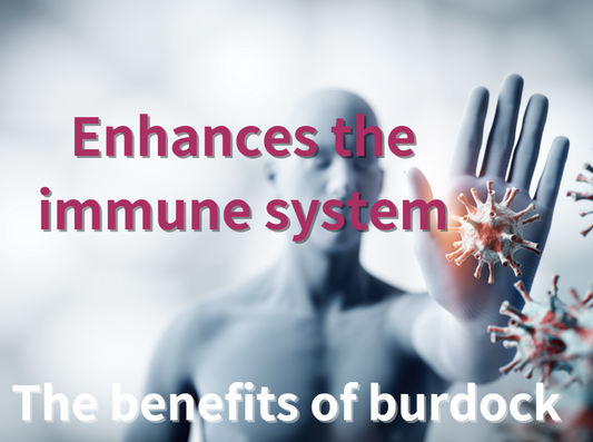 Why is burdock powder effective for improving intestinal flora?　Part２