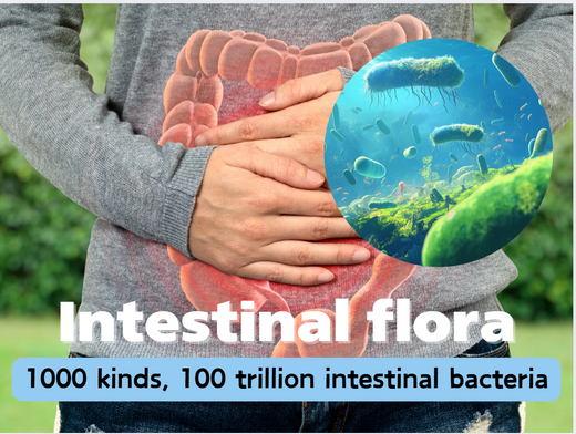 Why is burdock powder effective for improving intestinal flora?　Part1