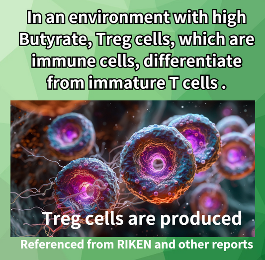 Burdock and Regulatory T cells